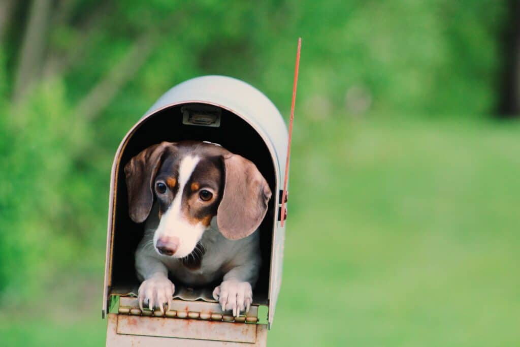 Hund im Briefkasten
